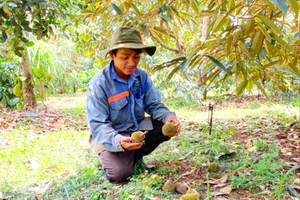Sầu riêng non ở Gia Lai rụng hàng loạt
