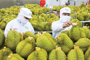 Bộ trưởng Đỗ Đức Duy nói thẳng 4 'nhức nhối' của sầu riêng Việt Nam