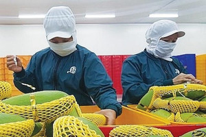 Ngành tỷ đô của Việt Nam trượt dài sau kỳ tích 2024: Nhân tố mới xuất hiện, ‘làm mưa làm gió’ tại Trung Quốc