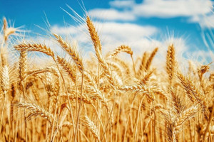 Chiến sự Nga – Ukraine đang hạ nhiệt, nhưng giá ngũ cốc vẫn 'cứng đầu' neo cao