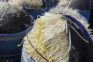 Vạch trần 2 cơ sở sản xuất gần 350 tấn giá đỗ 'ngậm độc' tại Lào Cai