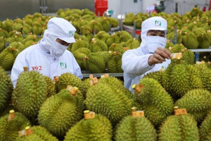 Đang lao đao, sầu riêng Việt Nam chuẩn bị đón bài 'sát hạch' từ EU trong tháng 6: Một lô hàng vi phạm có thể khiến cả ngành hàng bị ảnh hưởng
