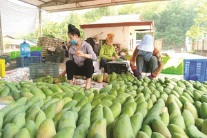 Xoài Việt Nam đang ‘làm mưa làm gió’ ở Trung Quốc