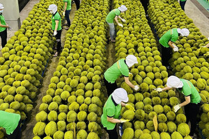 Ngụp lặn giữa khủng hoảng, sầu riêng Việt 'lội ngược dòng' thế nào?