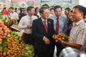 Năm nay, 165.000 tấn vải thiều Bắc Giang sẽ 'đổ bộ' thị trường