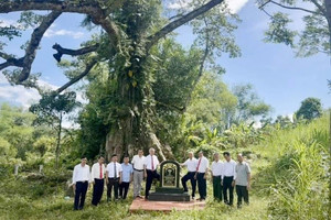 Cây có hoa ăn được là 'Cây Di sản Việt Nam' đầu tiên ở Quảng Bình, đã hơn 300 tuổi, dân làng bảo vệ như báu vật