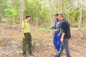 Loài gỗ quý 'đắt như vàng' có ở Việt Nam, khiến cả làng ngày đêm bảo vệ, canh giữ