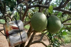 Nông dân Tây Ninh treo lon bia lên vườn bưởi gia đình, ẩn chứa bên trong lại là ‘kho báu’ làm giàu: Hàng xóm khen lợi đôi đường