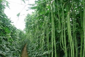 Loại rau hình dạng lòng thòng trồng khắp Việt Nam: Giá rất rẻ nhưng có tới 7 lợi ích tuyệt vời cho sức khoẻ