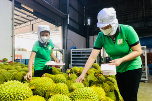 Ưu tiên thông quan sầu riêng