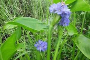 Nông dân miền Tây đổi đời nhờ loại rau dại trước cho heo ăn, nay thành đặc sản giá 90.000 đồng/kg
