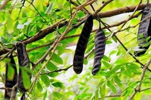 Loại cây tự lớn từng có quá khứ quê mùa, nay lột xác giúp nông dân kiếm tiền tỷ mỗi năm
