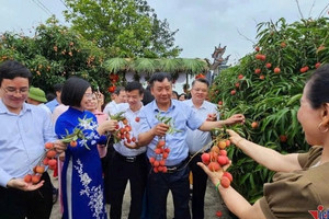 38.000 tấn vải thiều Thanh Hà sẵn sàng ra thế giới