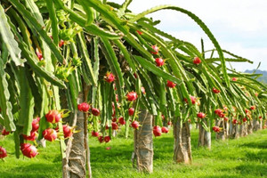 Loại quả đặc sản rớt giá còn 1.500 đồng/kg, nông dân Bình Thuận 'quay xe' trồng cây khác