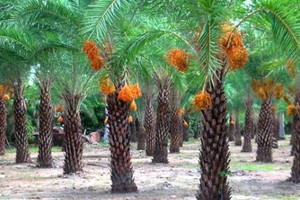 Loại cây quý tộc của Trung Đông trồng thành công tại Việt Nam, giá nửa triệu mỗi ký vẫn đắt như tôm tươi