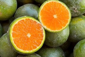 Cuối mùa, một giống cam đặc sản giá chỉ bằng cốc trà đá nhưng chất lượng miễn chê