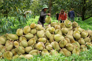 Đại phẫu 'vua' trái cây tỷ USD - Bài 1: Vì sao Cục Bảo vệ thực vật phớt lờ cảnh báo?