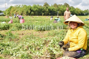 Nông dân Trà Vinh trồng thứ cây ra củ vùi xuống đất, bán đến đâu thương lái Trung Quốc gom sạch: Ước tính đạt 650 tỷ/năm