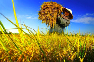 Tại sao nông dân Cẩm Bình phải giấu lúa trong nhà?