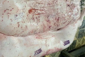 Cục Chăn nuôi và Thú y xác nhận dấu kiểm dịch vuông trên heo bệnh của C.P. Việt Nam bị đóng sai