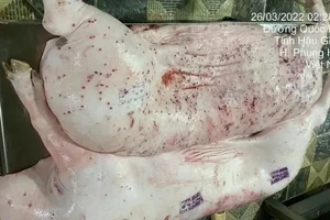 Lùm xùm thực phẩm C.P.: Quy trình xử lý heo bệnh như thế nào?
