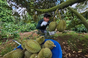 Đại phẫu 'vua' trái cây tỷ USD - bài 3: Sầu riêng bước vào chính vụ, nỗi lo vỡ trận