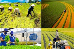 Thị trường tỷ dân nghiện thứ gì từ Việt Nam đến mức chiếm 99,8% lượng mua?