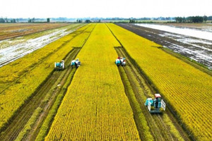 Giảm giá mạnh nhưng xuất khẩu gạo Việt vẫn vững bước: Định hướng mới với gạo phát thải thấp