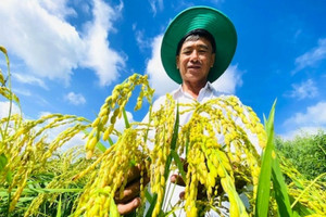 Từ bỏ lúa, nông dân Sóc Trăng trồng thứ ‘nở ra là có tiền’, mỗi ngày thu 10 triệu đồng
