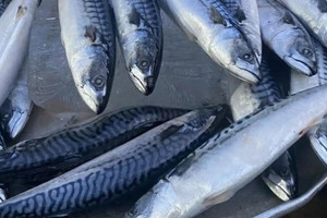 Loại cá người Nhật có thể ăn 3 bữa/ngày, ngon bổ rẻ hơn cá hồi, bắt đầu được người tiêu dùng Việt chú ý