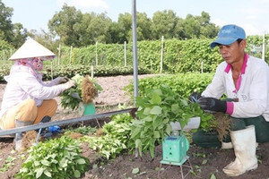Nông dân Bà Rịa-Vũng Tàu cắt phăng cây lúa để làm giàu nhờ loại rau ‘thơm ngát’: Thu hoạch đến đâu thương lái gom sạch, cả vùng giờ không còn ai nghèo