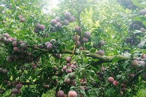 Sự thật về thông tin mận hậu rớt giá chỉ còn 2.000-3.000 đồng/kg
