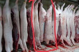 Thêm hình ảnh thịt heo bất thường tại lò mổ C.P vừa được tung ra, dư luận tiếp tục rúng động