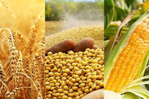 Làm việc với Thượng nghị sĩ, Bộ trưởng cho biết Việt Nam đã giảm thuế suất về 0% với hầu hết các mặt hàng ngô, đậu tương từ Mỹ