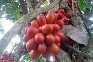 Loại quả mọc hoang được người Việt ăn chơi, nay dân Trung lùng mua với giá tới 500.000 đồng/kg