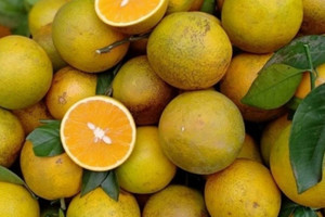 20.000 tấn cam đã bán sạch, ‘thủ phủ cam’ miền Bắc phát đi thông báo quan trọng