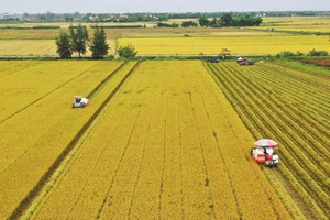 Một lô hàng 500 tấn vừa được xuất khẩu sang Nhật Bản: Việt Nam là quốc gia đầu tiên làm được điều này