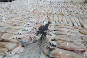 Thái Bình: Niêm phong hơn 3,7 tấn hải sản nghi không rõ nguồn gốc