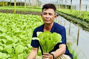 Nông dân Cần Thơ thoát nghèo ngoạn mục, thu nhập 50 triệu/tháng nhờ trồng thứ rau trong nhà kính: Nhiều người đua nhau đến học hỏi
