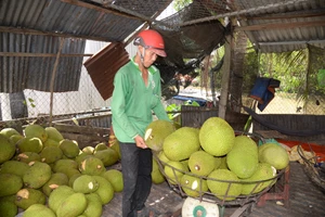 Mít Thái rẻ chưa từng thấy