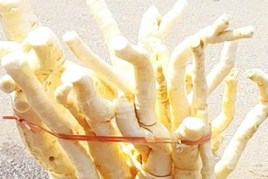 3 tác dụng của củ đinh lăng, 2 lưu ý khi dùng
