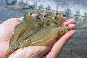 Mặt hàng thuỷ sản mang về cho Việt Nam 1,3 tỷ USD bất ngờ nhận kết luận sơ bộ, bị áp thuế tới 35% tại Mỹ