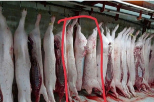 Vụ C.P. Việt Nam bị tố cáo bán thịt heo bệnh: Bộ Công an chính thức vào cuộc