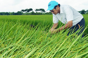 ‘Cha đẻ’ gạo ngon nhất thế giới ST25 ‘mách nước’ cho gần 2.000 hộ dân làm nông theo mô hình truyền thống, dễ chăm lại rất được giá