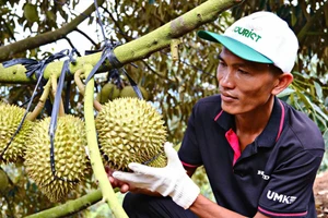 Cảnh trái ngược trên thị trường sầu riêng Lâm Đồng