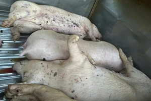 Thông tin liên quan tới heo bệnh phải tiêu hủy
