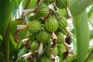 Nông dân Lào Cai - Cao Bằng trồng được loại hạt nhăn nhúm nhưng giá tới 2 triệu/kg, đắt top 3 giới gia vị