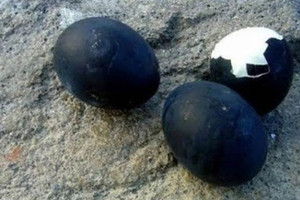 Nông dân Việt nuôi được giống gà đen như than, trứng màu độc lạ bán giá 1 triệu/quả nhưng vẫn khan hàng