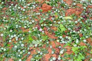 Xoài Đắk Nông rớt giá còn 1.000 đồng/kg, người trồng xoài khóc ròng ‘càng hái càng lỗ’