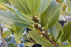 Nông dân Việt bỏ nông sản truyền thống để trồng một cây gia vị thơm lừng, đem lá đi bán thu về 2 triệu/kg